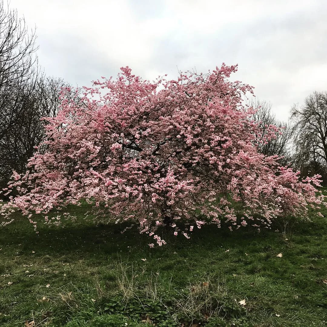Future Human-Tree Relationships