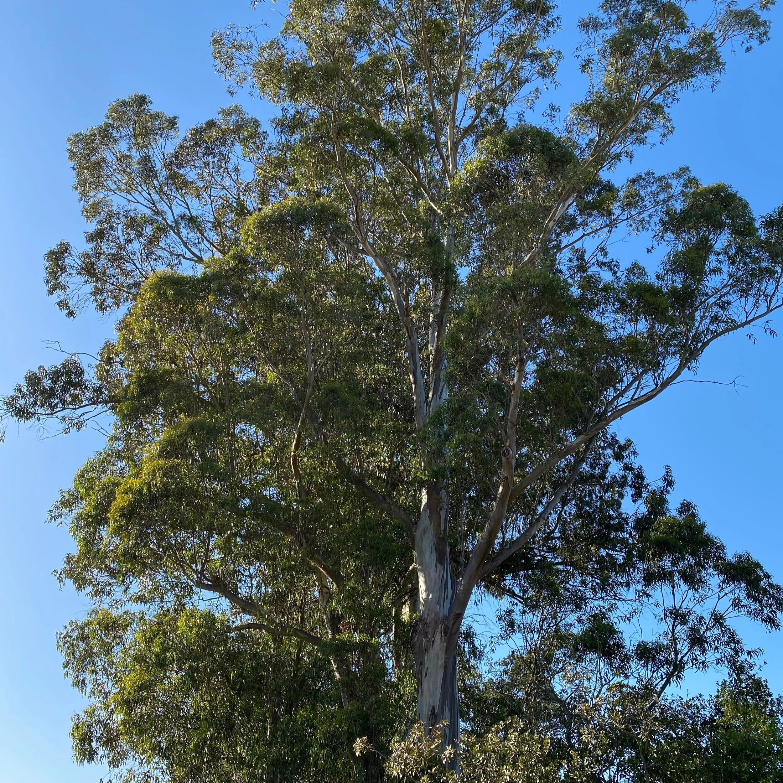 A Place for Trees: Toward Arboreal Rights