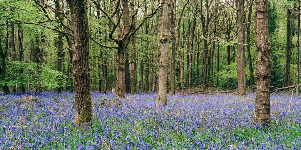 On Journeying Into the Landscapes of Our Ancestors: A Conversation With James Canton and Laura Pustarfi