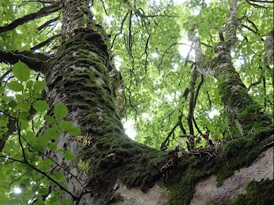 Plants and the Unified Field: A Conversation with Pete Yeo