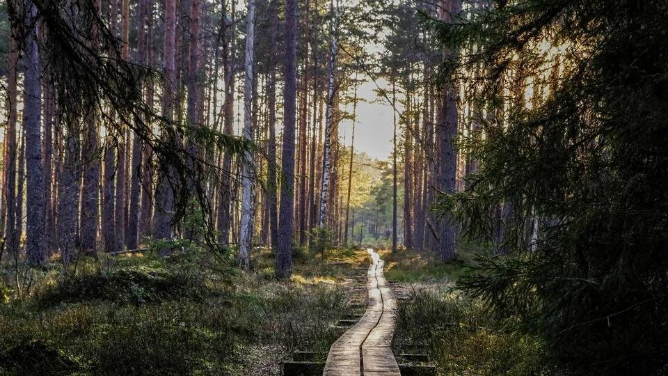 The Wisdom of Trees: Thinking Through Arboreality - An Online Book Launch Hosted by the Department of Ecology, Spirituality and Religion