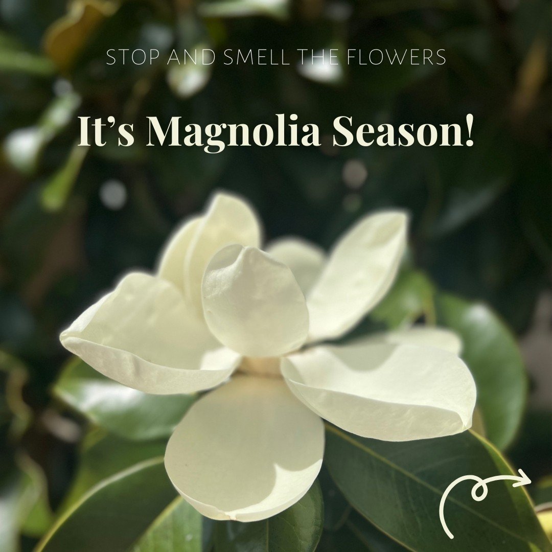 One of the stars of South Carolina summers is the Southern Magnolia, which we hope you&rsquo;ve had the opportunity to sniff! These evergreen trees grow quite large, and sport distinctive glossy green leaves. But they&rsquo;re probably best known for