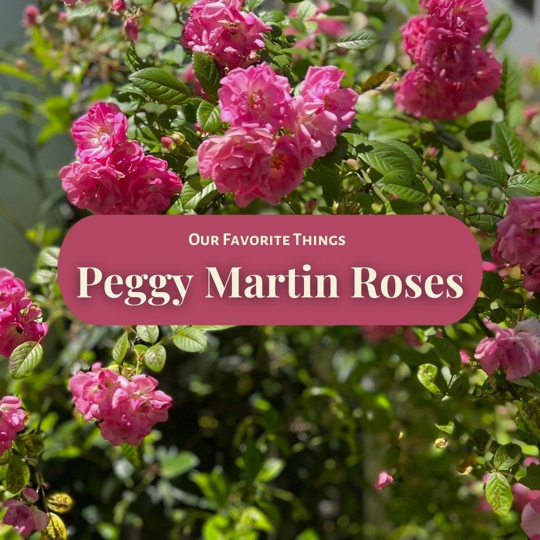 All over Charleston, you can spot pops of pink: roses climbing the city&rsquo;s structures, trailing over fences and lampposts, trained to grow up trellises, and even wrapping around palmetto trees. ⁠
These are Peggy Martin roses, a popular variety h