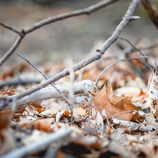 Fall vibes 🍁
&bull;
#photography #nature #fall #seasons #outdoors #colors #leaves #autumnishere #bokehlovers #autumnleaves #nature_shooters #naturephotography #bostonphotographers #hellofall #photooftheday #photographyislifee #nikonphoto #master_sho