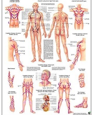 This is a great visual to help see the direction lymph flows in the body! ⁠
⁠
When dry brushing at home, spending extra time around your collar bones, armpits, abdomen, groin and back of the knees (areas with a lot of lymph nodes) can help enhance th