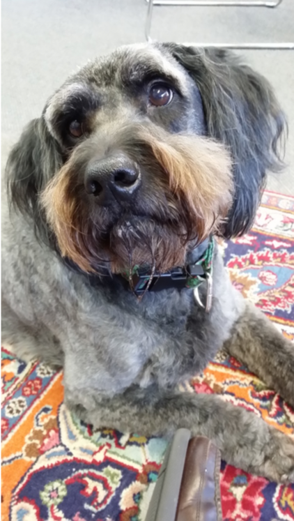 Doodles- the store mascot!