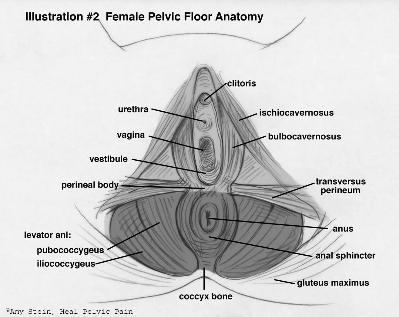This illustration shows how these muscles control the mechanics of all that happens down there.