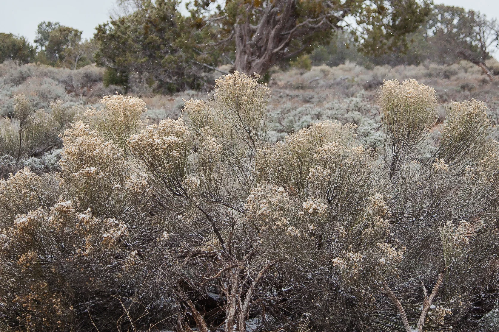 landscape-9517.jpg