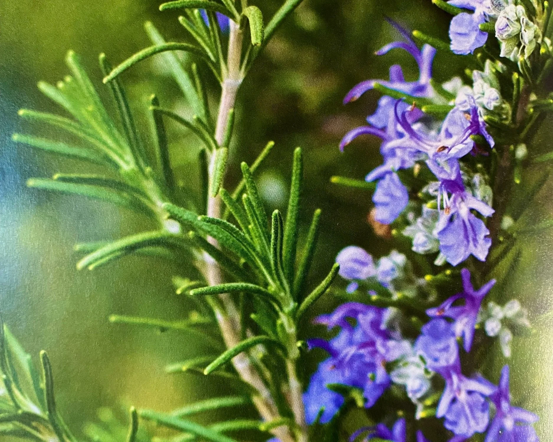 Rosemary Induced Olive Oil