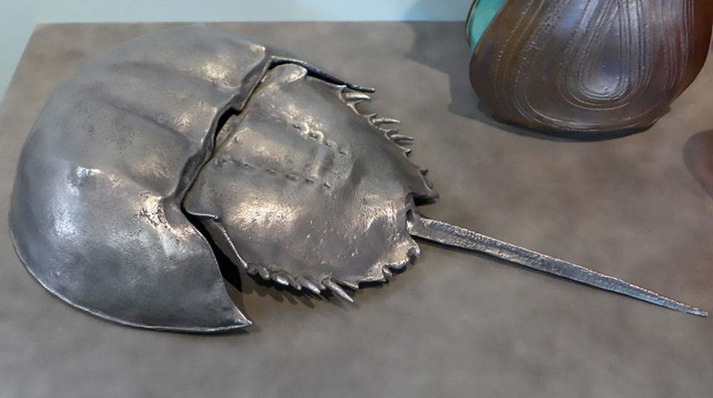 Chomer-Horseshoe Crab.jpg