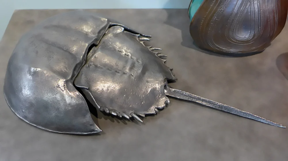 Horseshoe Crab
