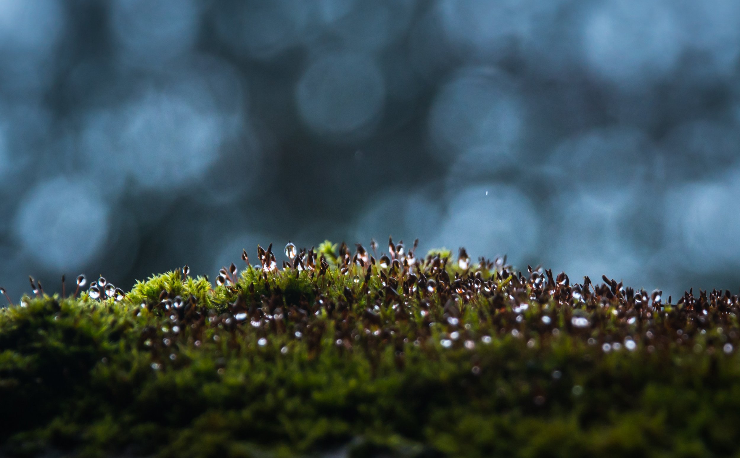 blur-bokeh-close-up-753548.jpg