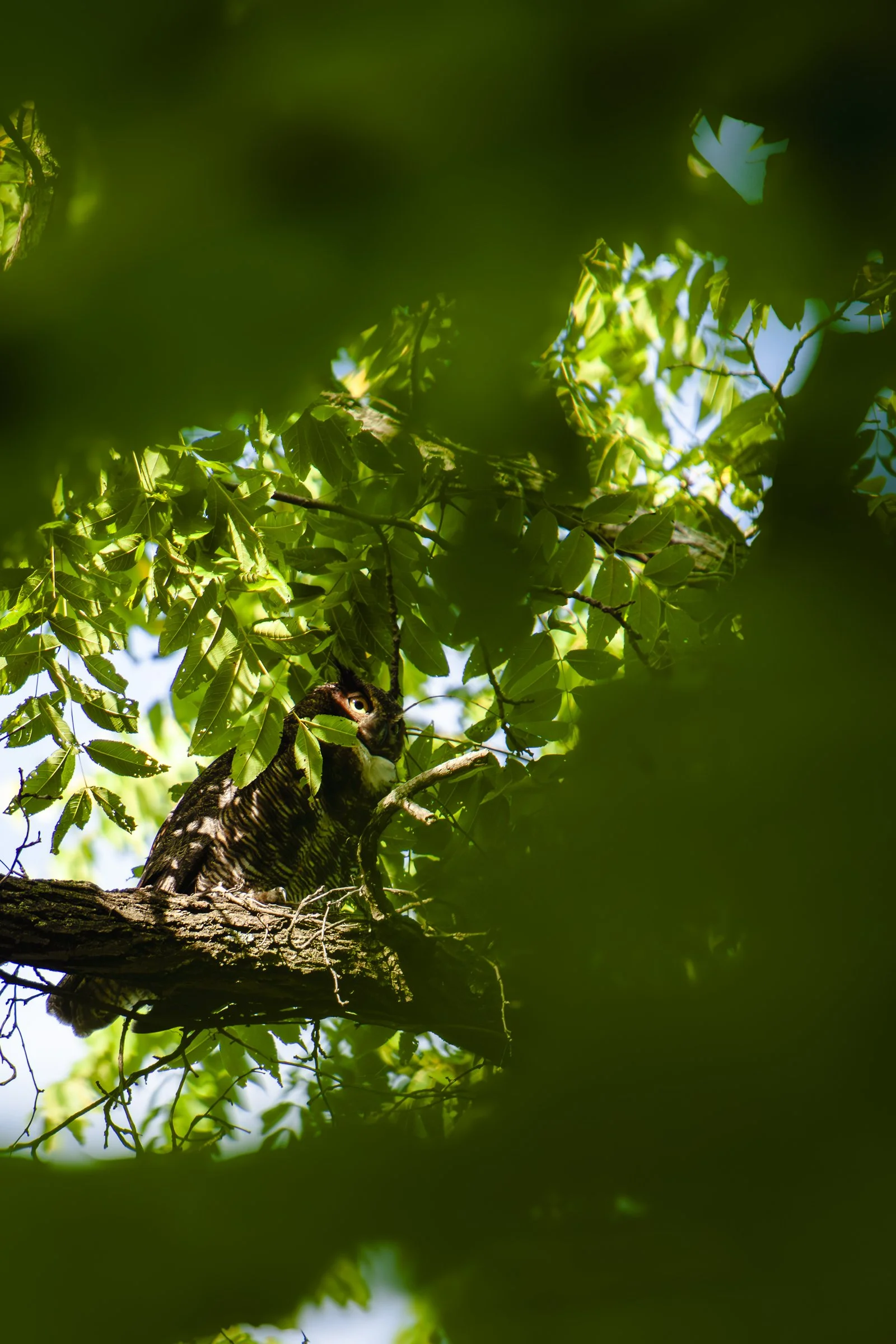 Great Horned Owl--2.JPG