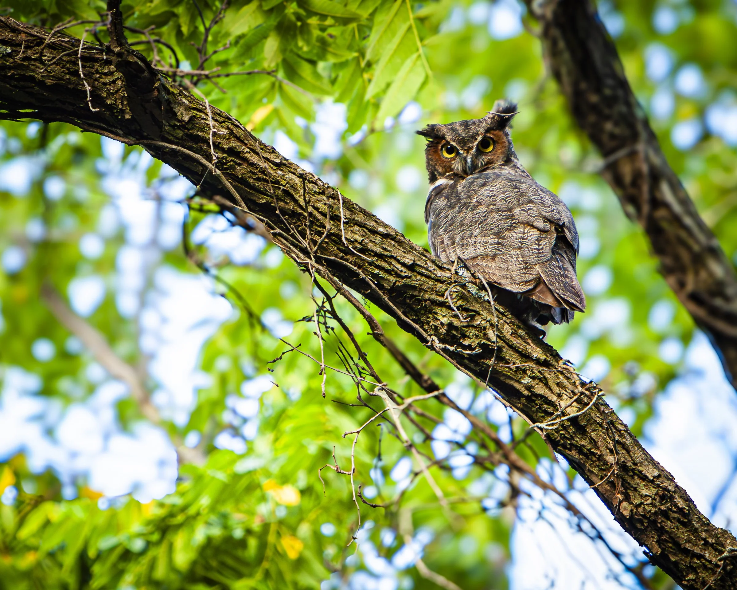 Great Horned Owl-.JPG
