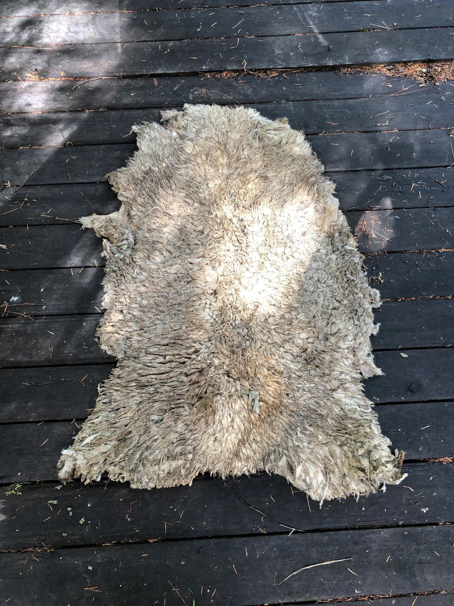 sheepskin.jpg