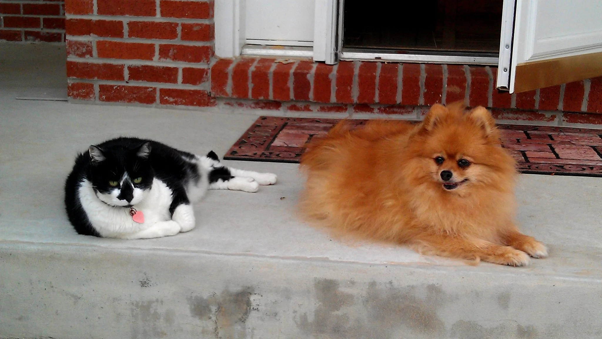 Fluffey-Nicey-Dog-Cat-The-Law-Offices-of-Suraj-A-Vyas-SAVLawfirm-SAV-Law-Firm-Dog-Bite-Animal-Attack.jpg