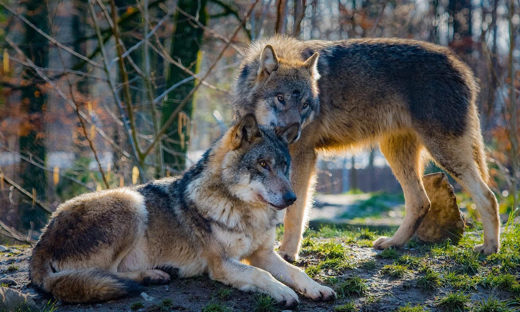 American Wolf Foundation American Wolf Foundation