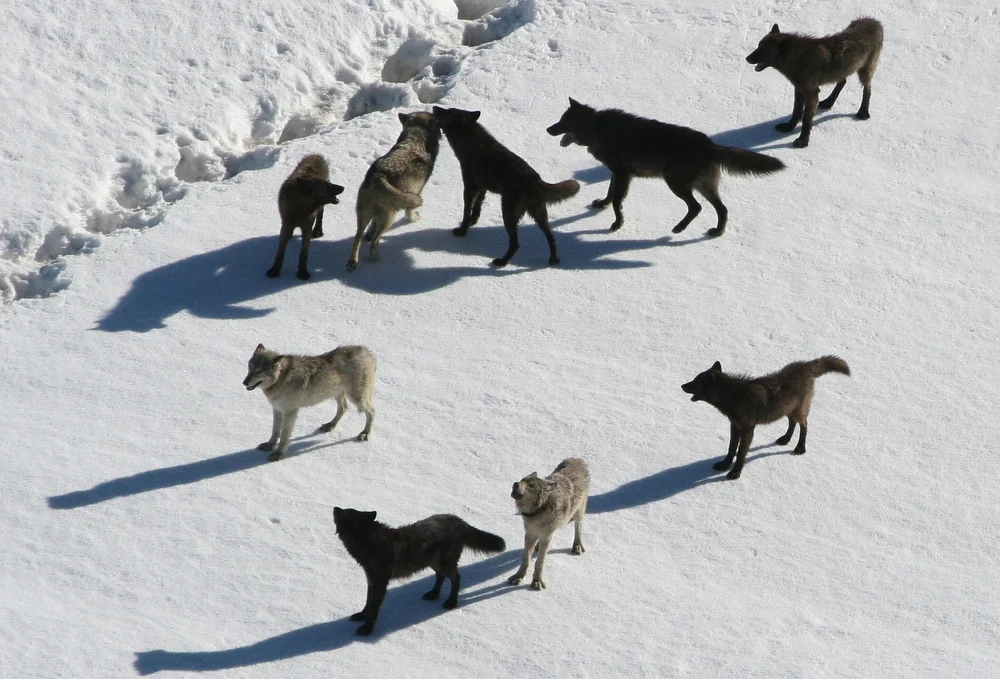 American Wolves — American Wolf Foundation