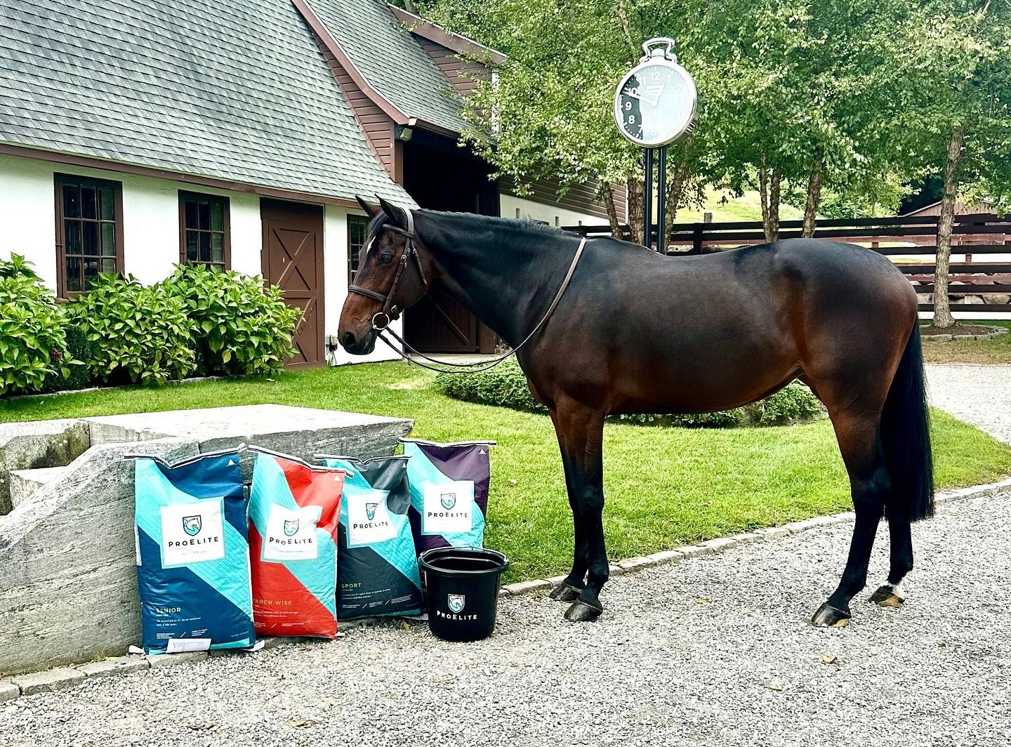 A proper nutrition plan for our horses makes a big difference in their health and performance. ProElite feed helps us achieve that with their variety of products, adapting to each horse&rsquo;s needs. We are proud to be part of their team.

You can e