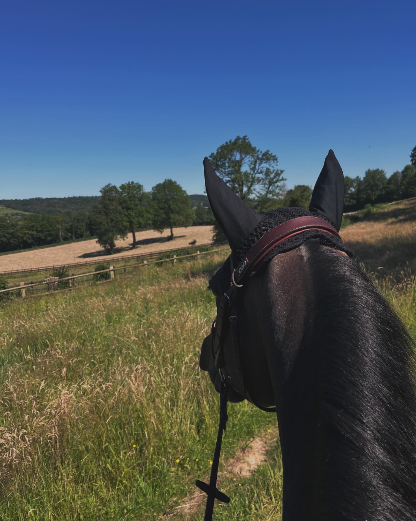Enjoying a beautiful morning walk with Callas after a great week in Rotterdam.