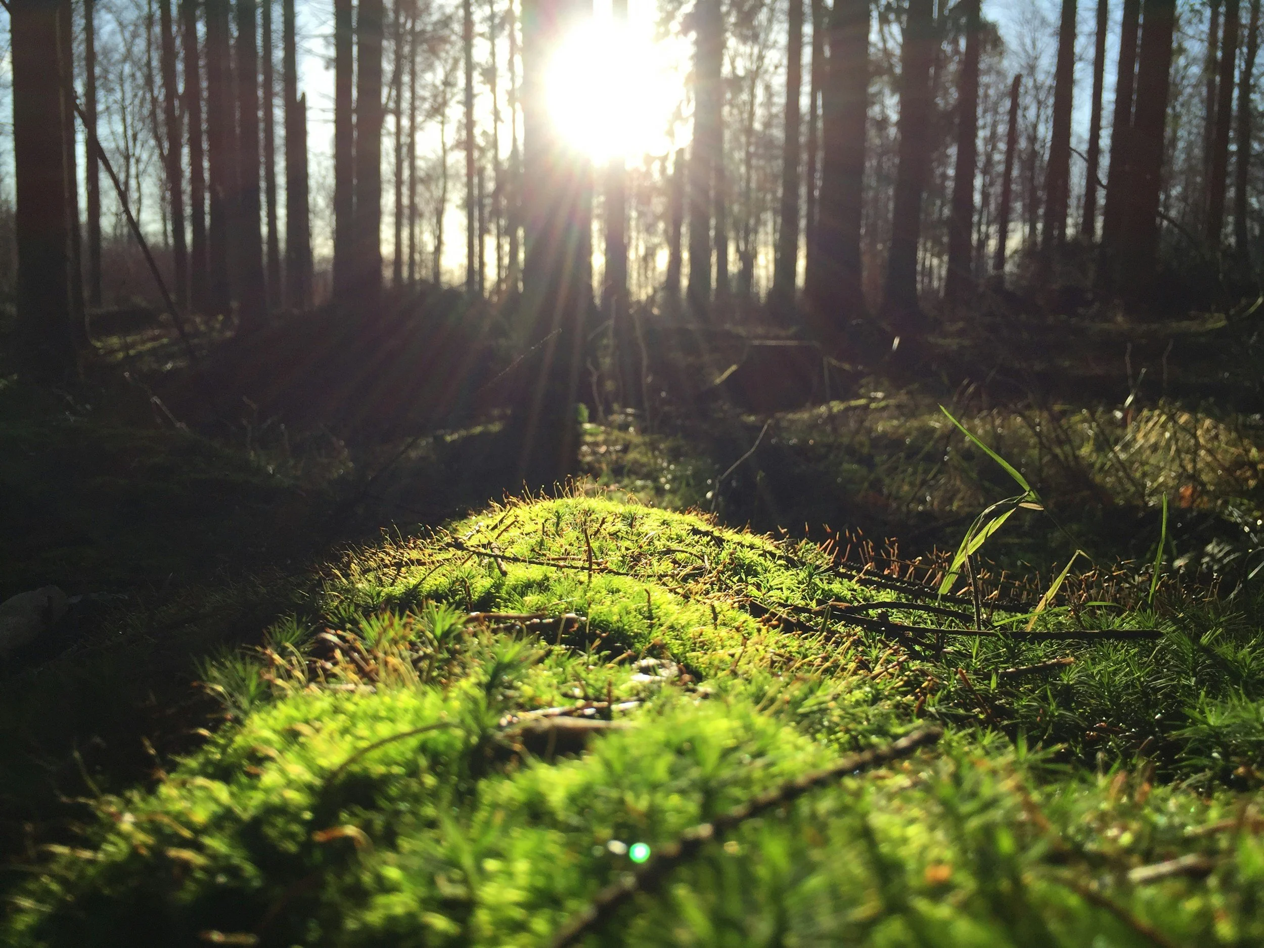Sunlight through trees symbolizing hope in people-pleasing recovery.
