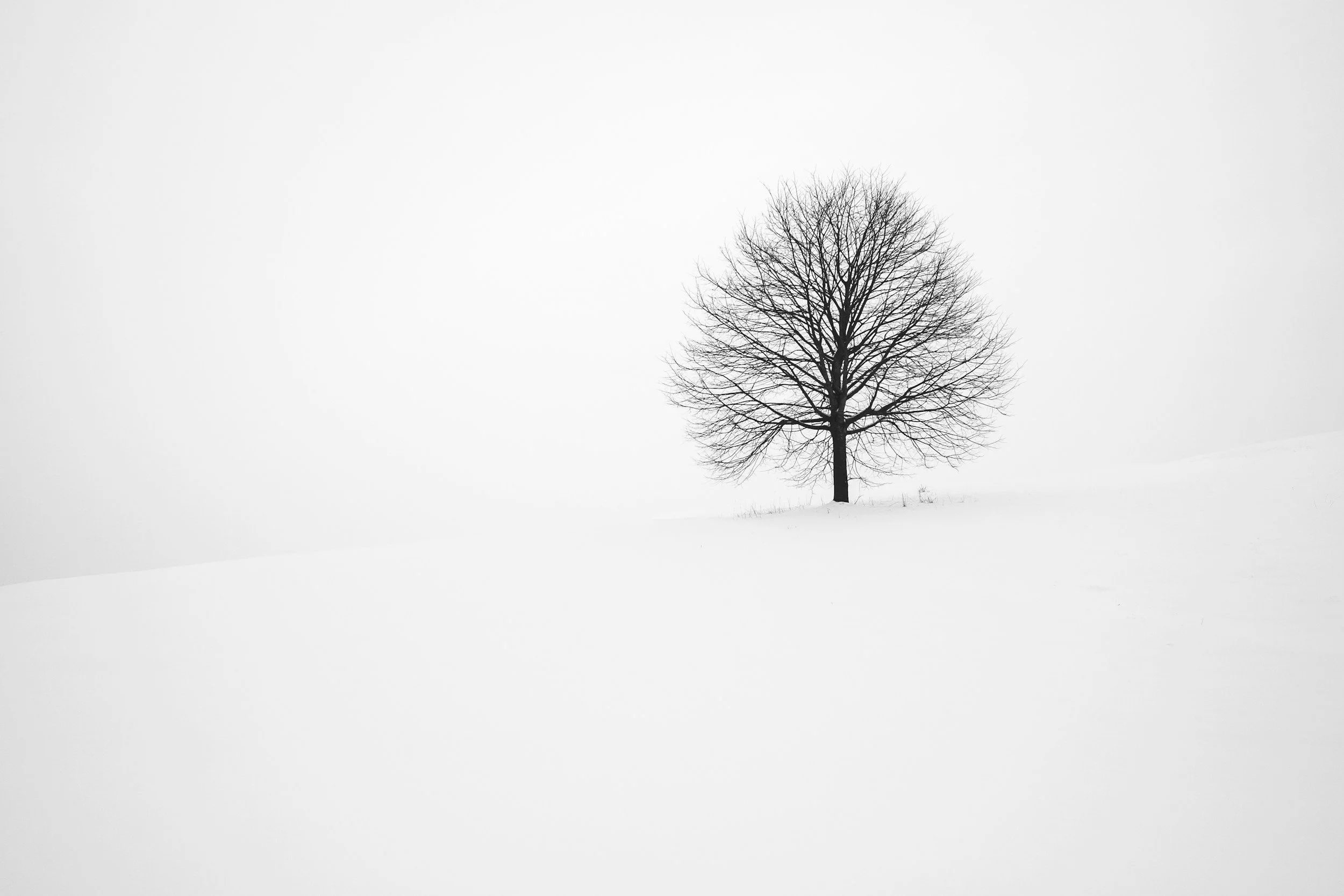 Single tree in winter symbolizing loneliness in toxic relationships.