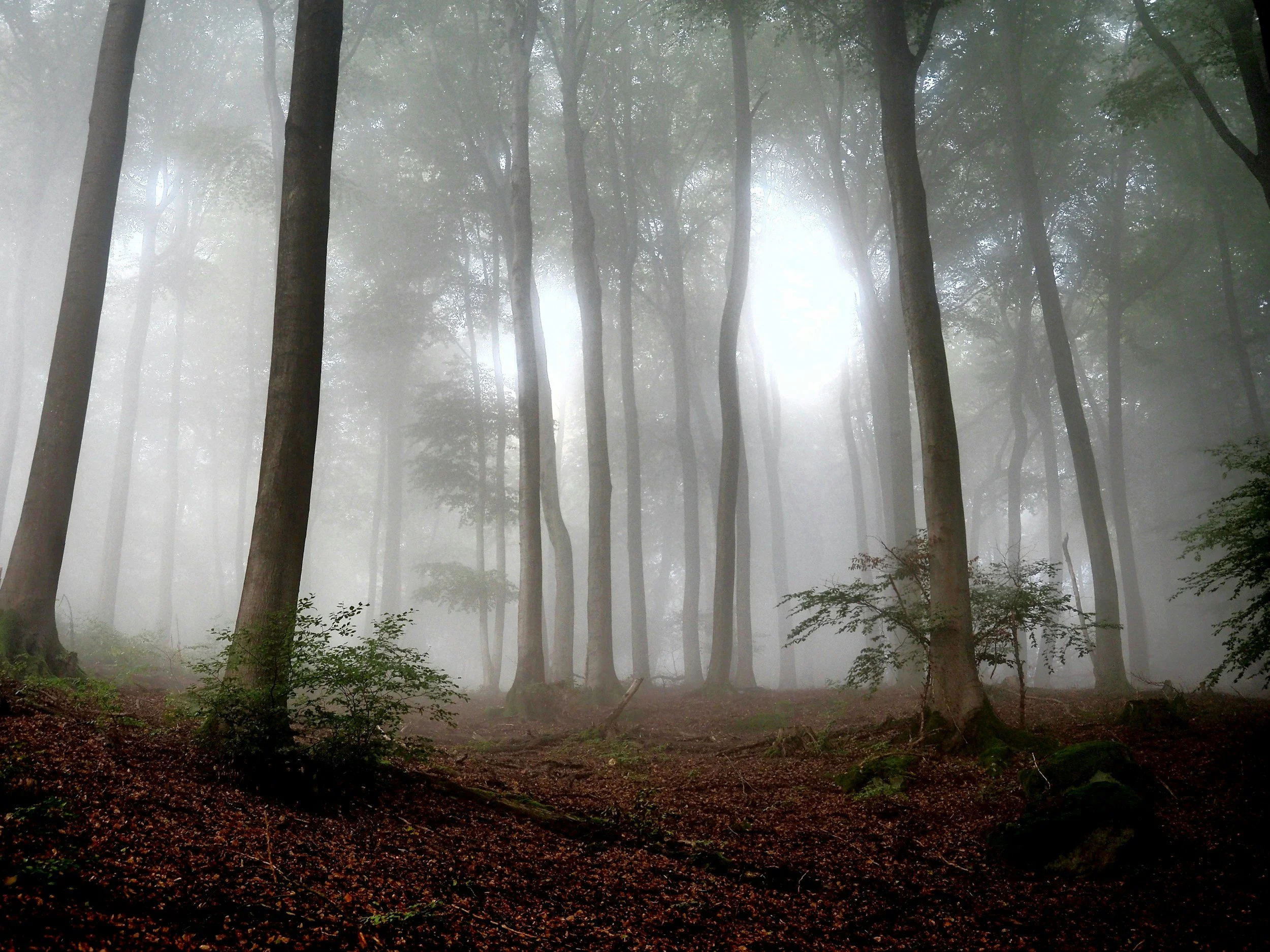 Foggy forest suggesting the oppressiveness of emotional abuse