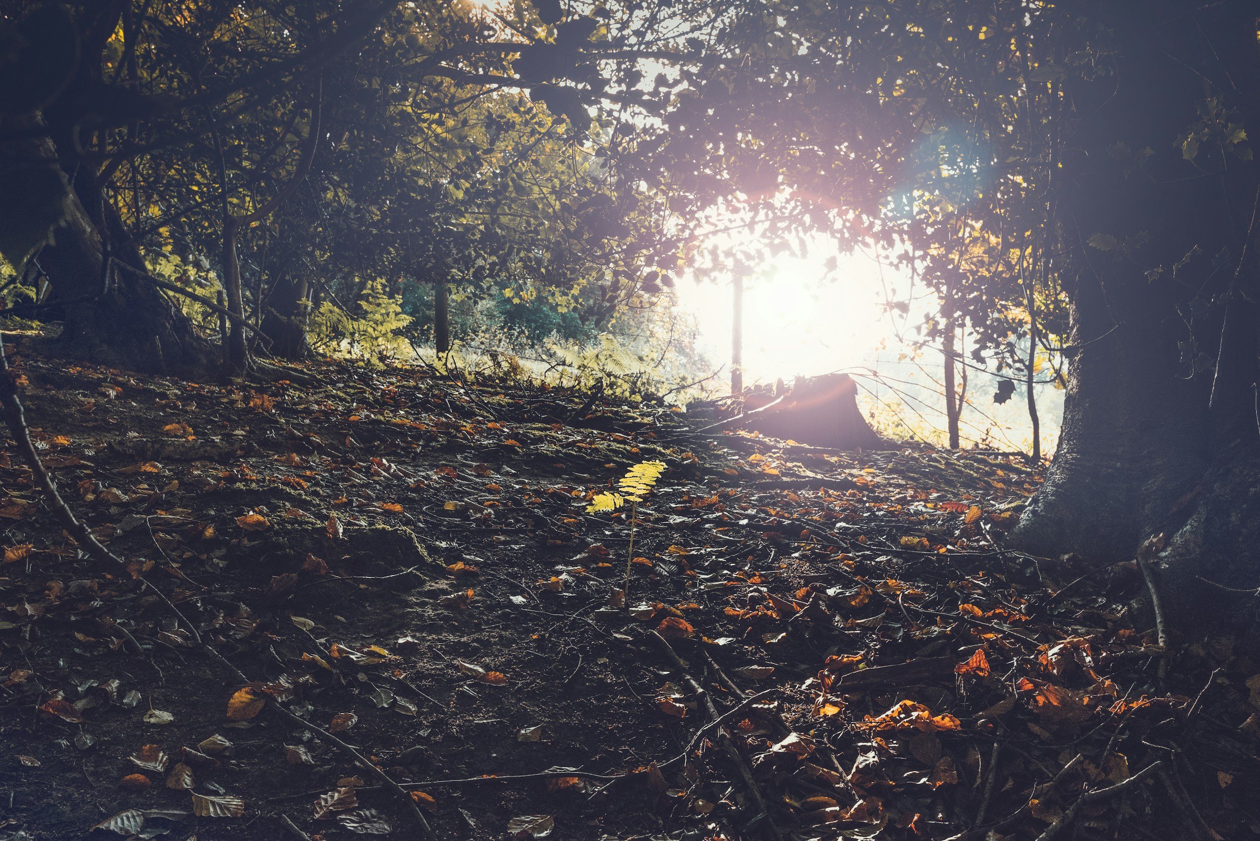 Sunlight through trees suggesting hope