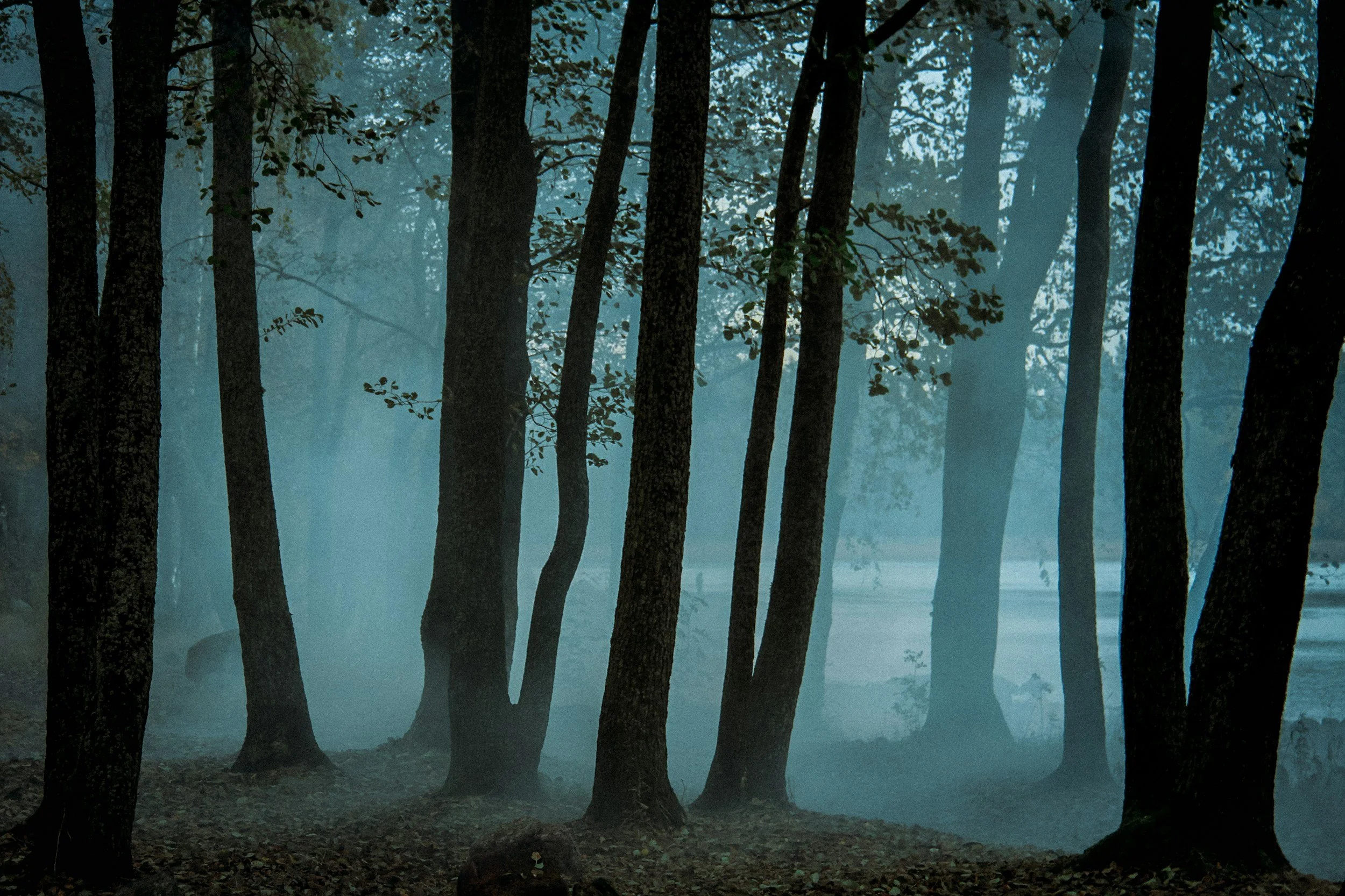 Forest depicting the guilty feelings about setting boundaries