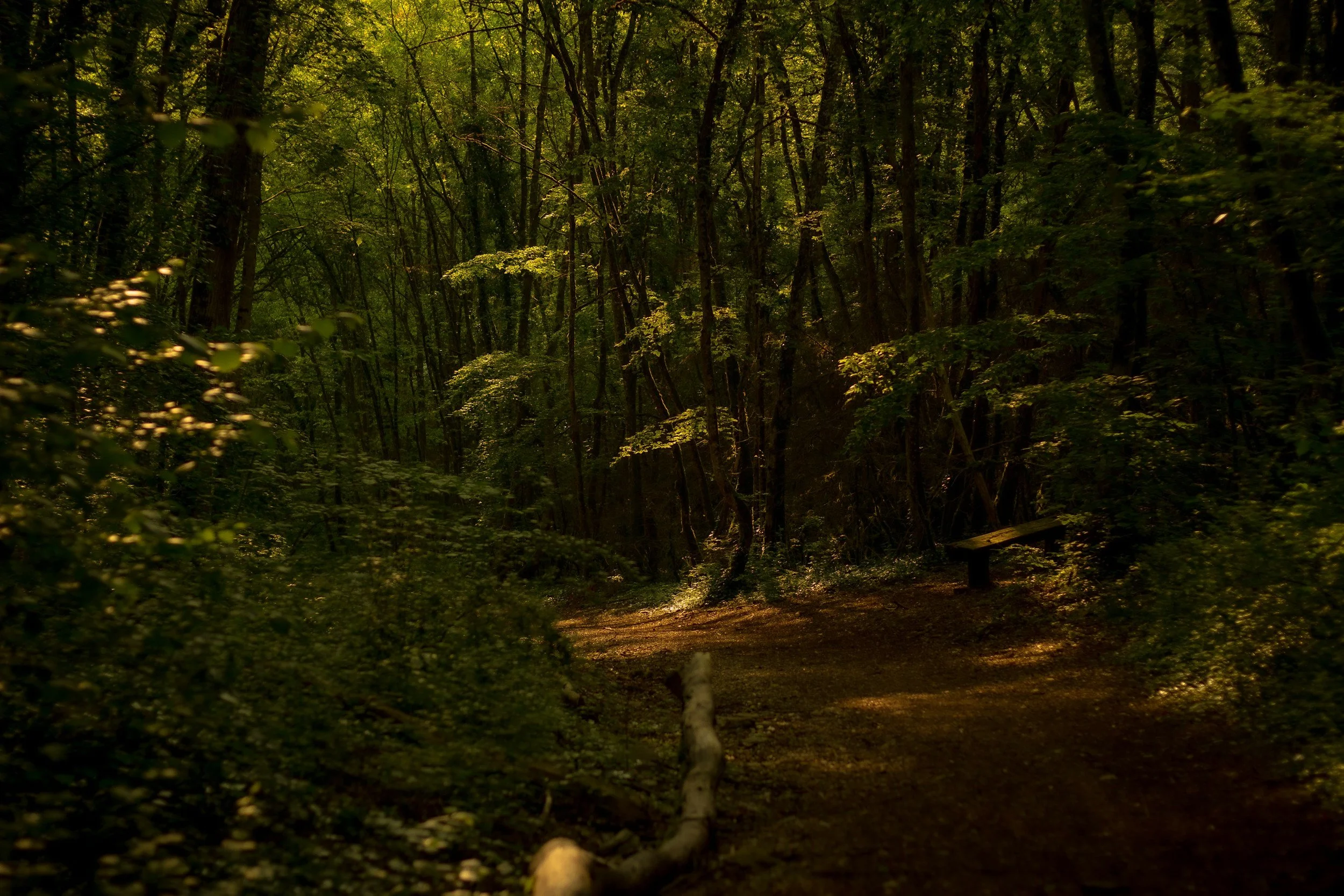Forest path depicting how to set boundaries