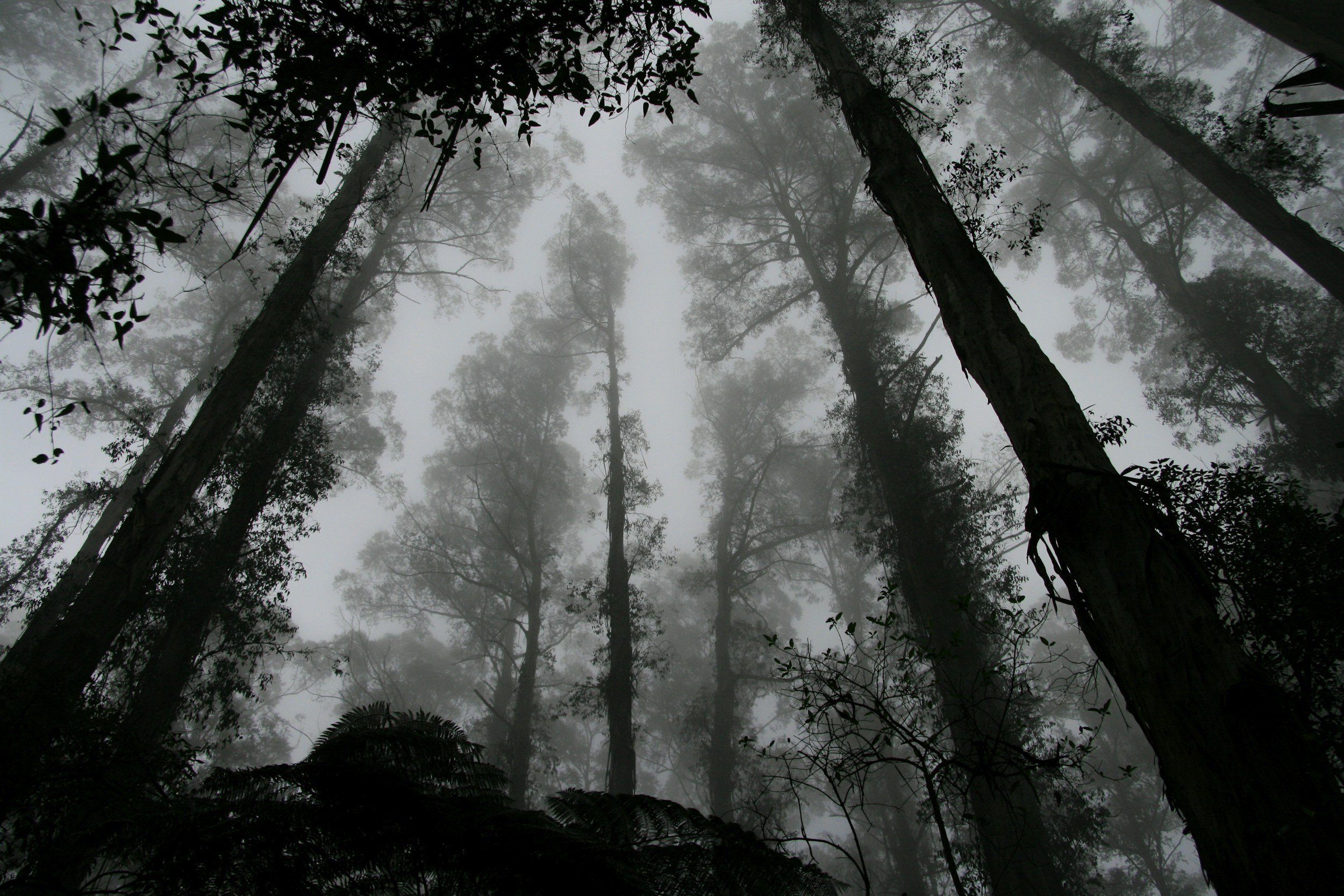 Misty forest depicting confusion and doubt