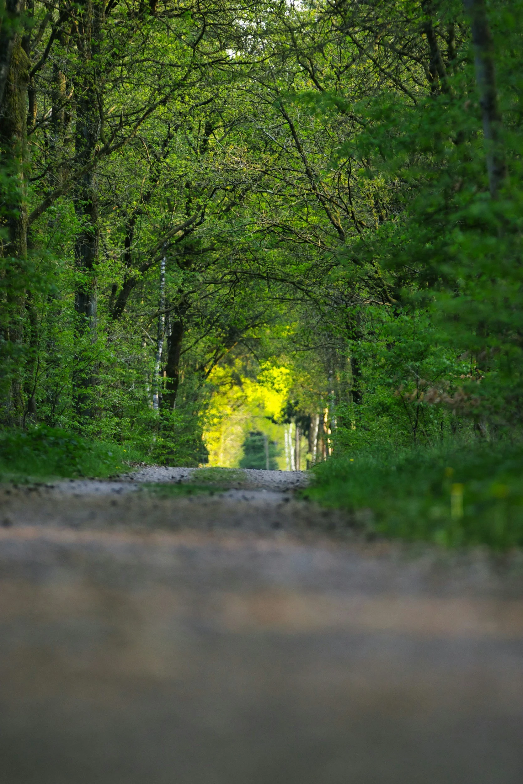 Forest path suggesting learning and self growth