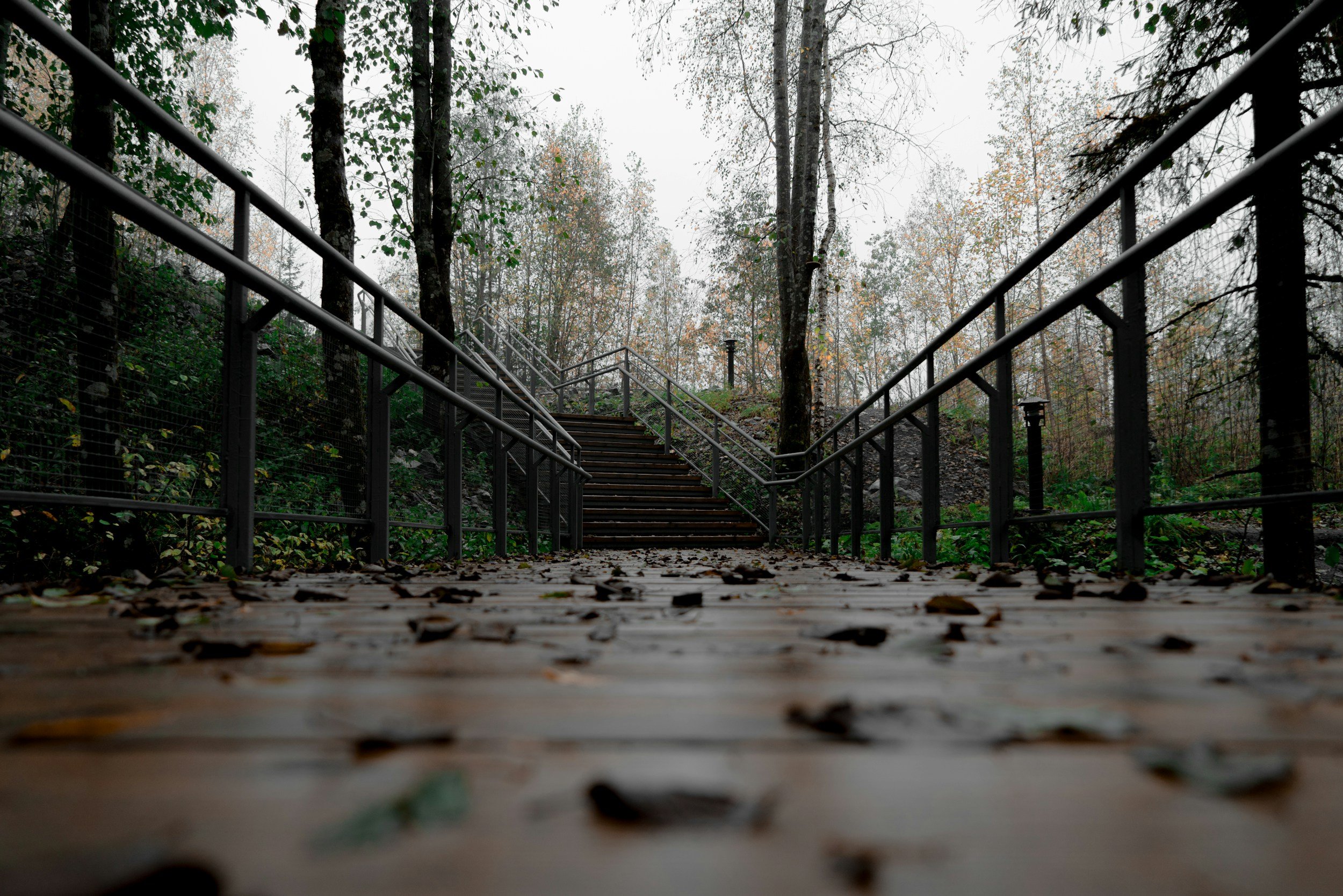 Forest path depicting rumination