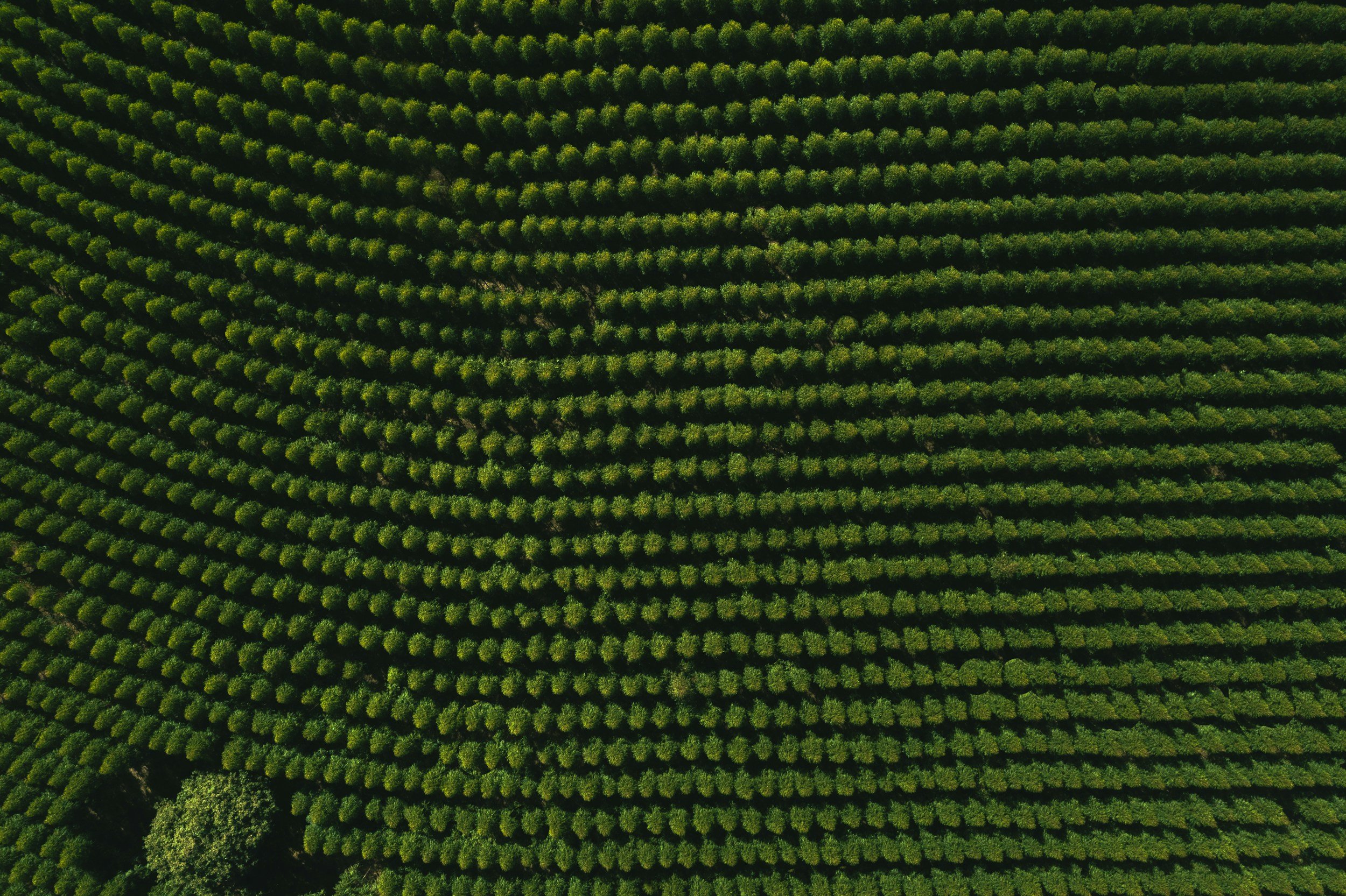 Trees in line suggesting noticing patterns