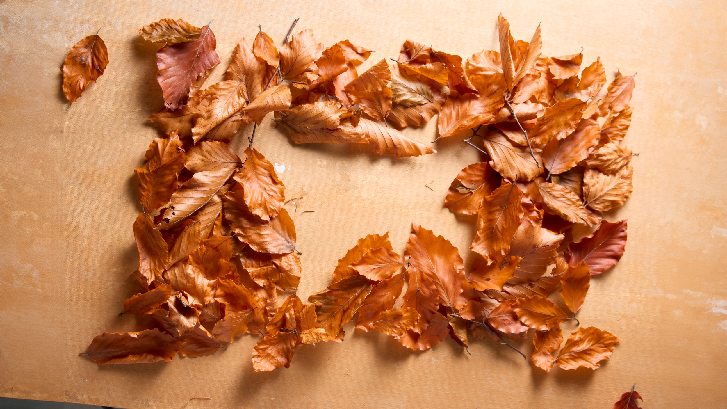 LEAVES-ON-NEUTRAL-BACKGROUND-ENVIRONMENT_FALL_2025.png