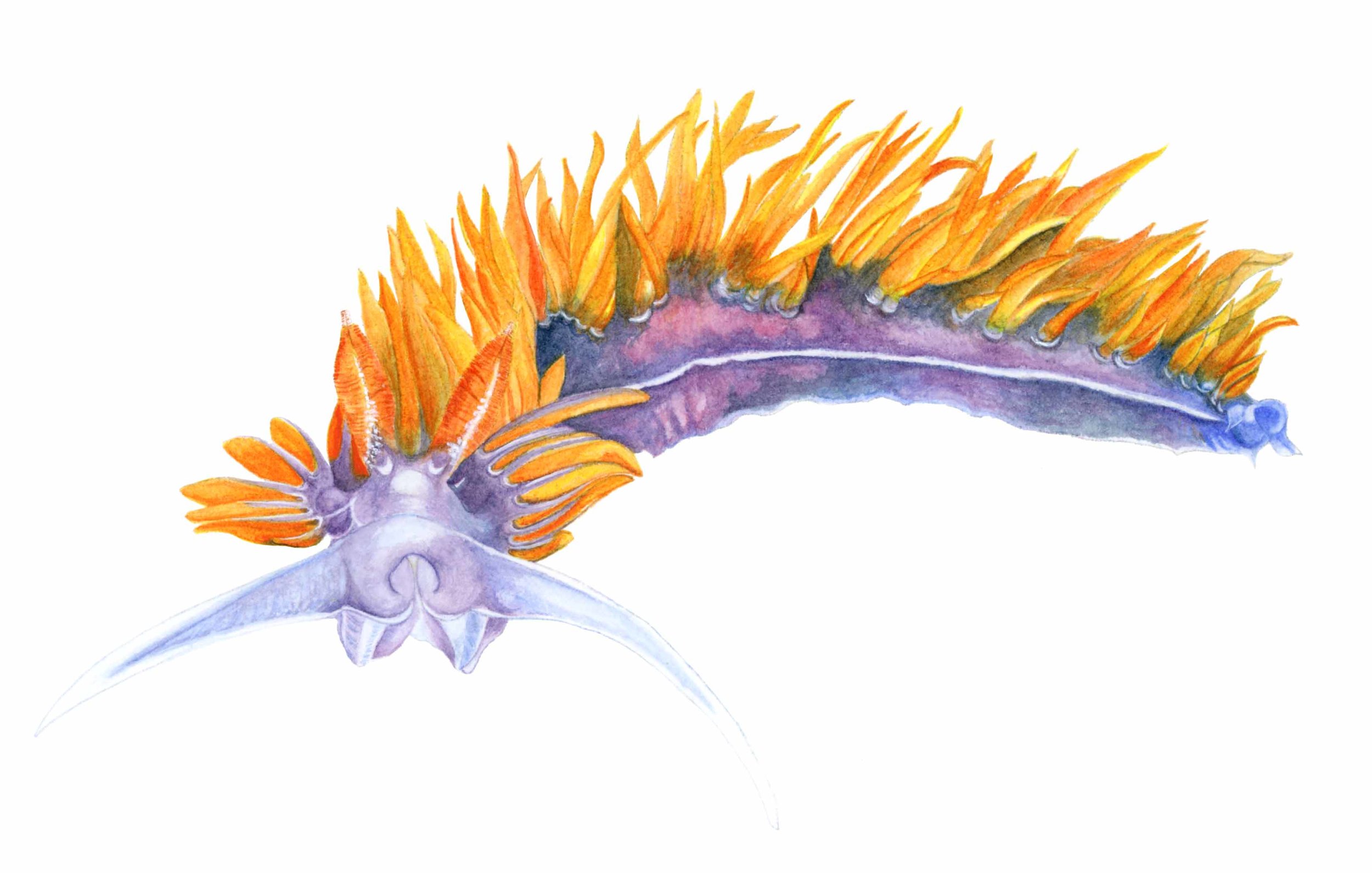    Flabellina iodinea , sea slug   Watercolour. ©Sylvia Heredia , 2016 