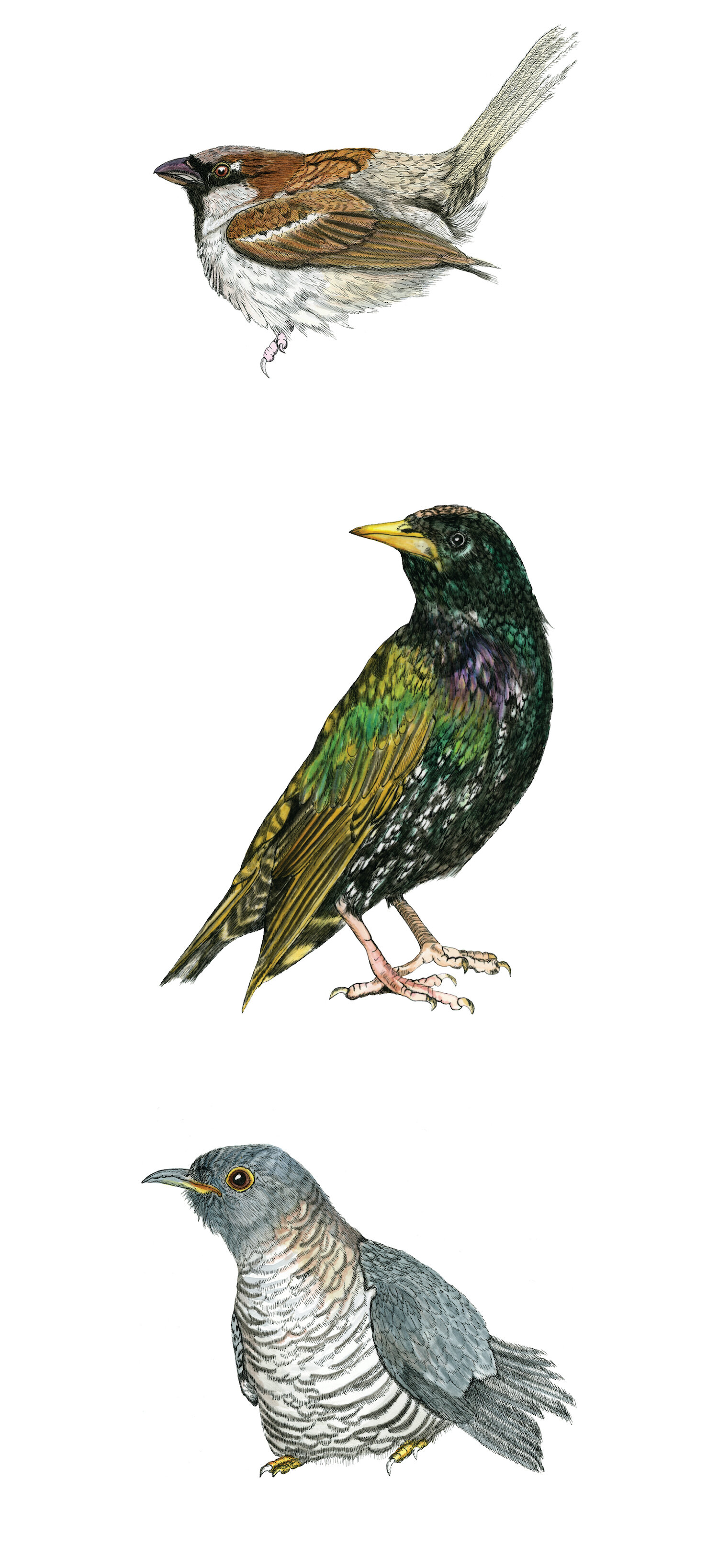   Shakespearean Invaders of North America.     Two of the most invasive species of birds in North America, starlings and house sparrows, where introduced in the late nineteenth century to honor Shakespeare. Most of his plays mention birds, which insp