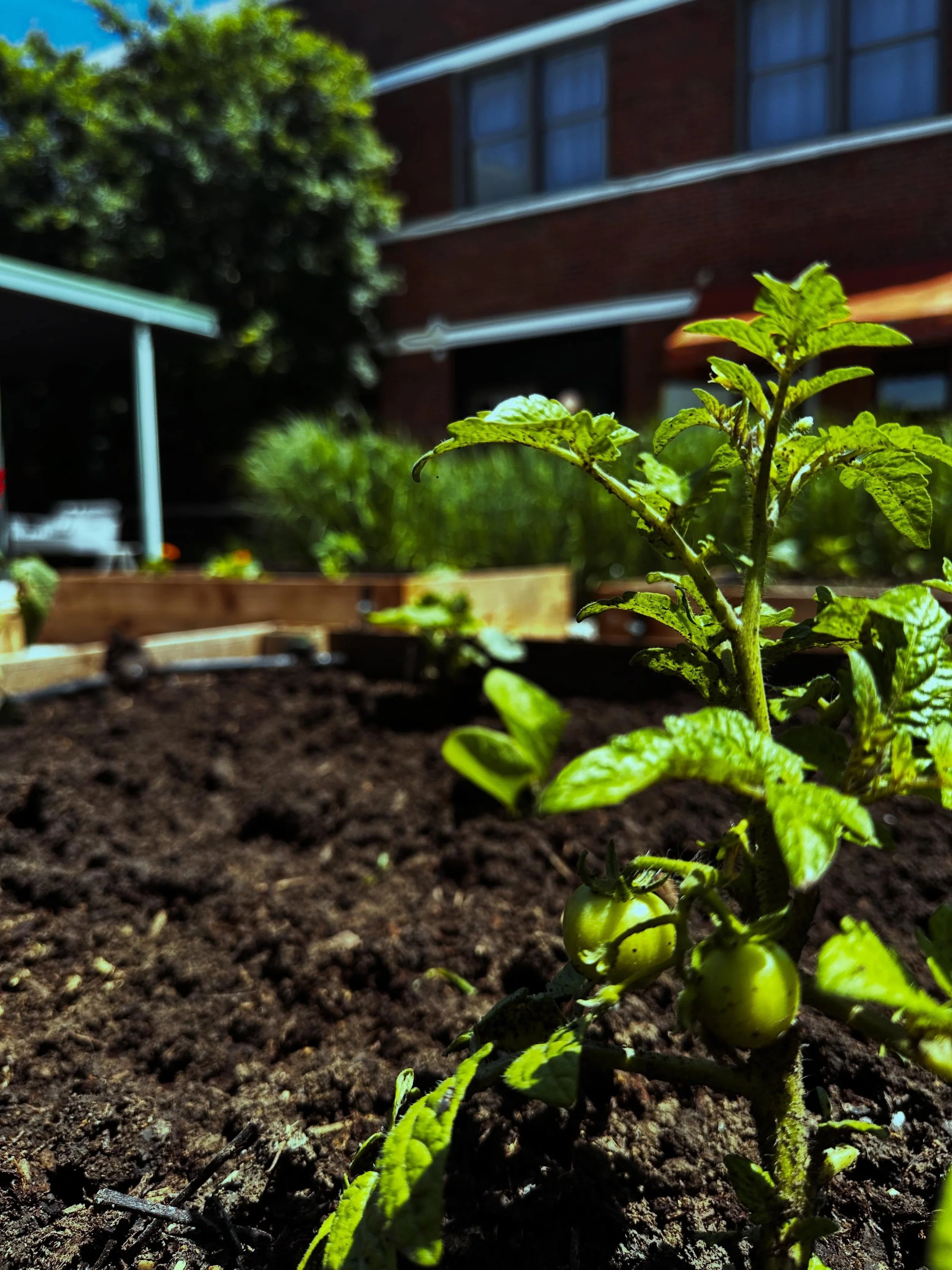 Tomatoes are starting to appear! It won&rsquo;t be long now!