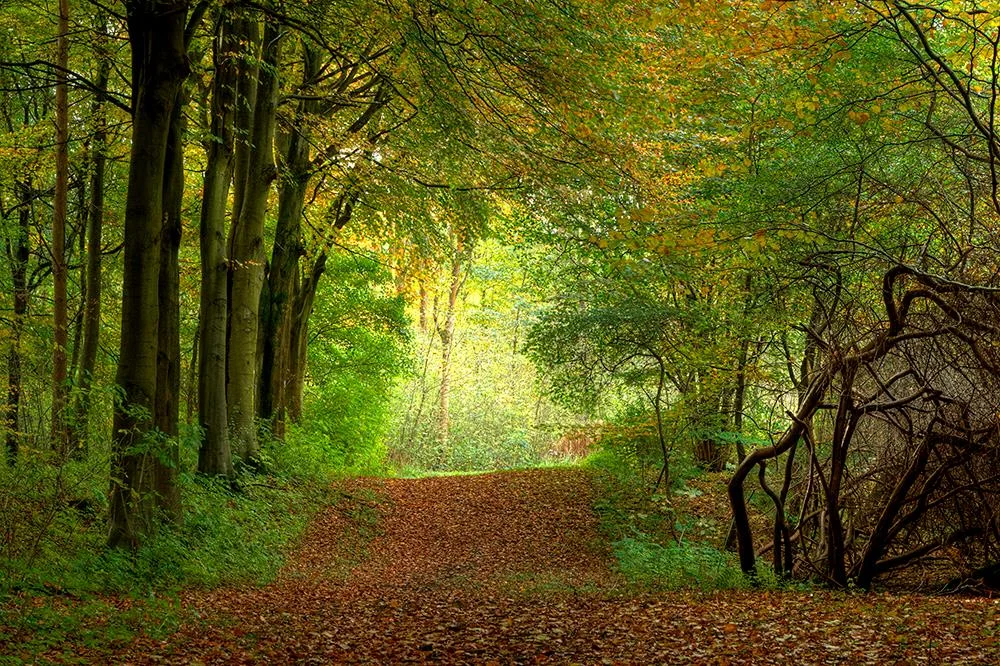 Badminton Woods, England