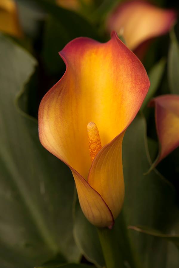Calla Lilly