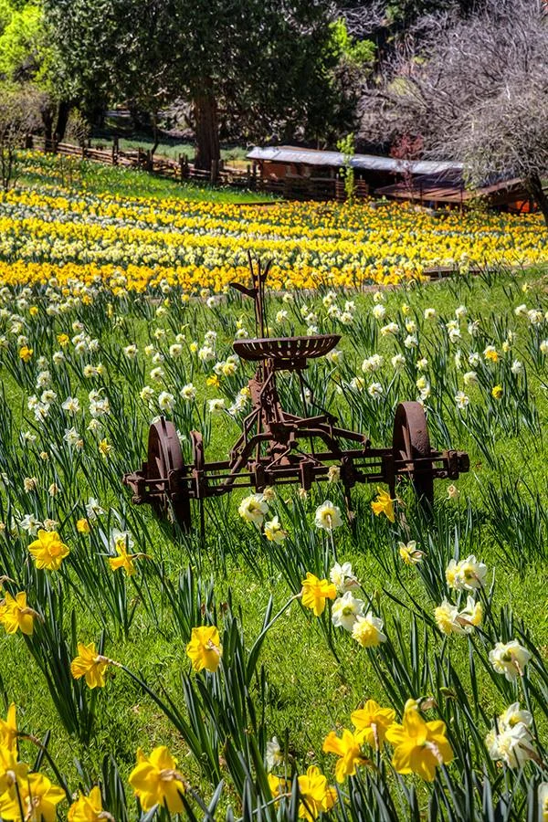 Daffodil Hill