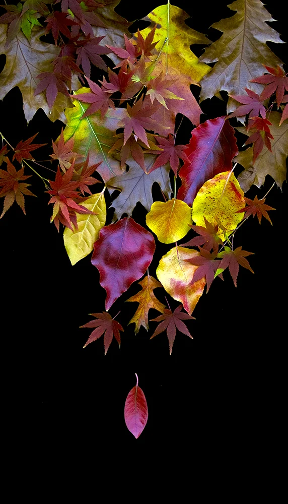Falling Leaves