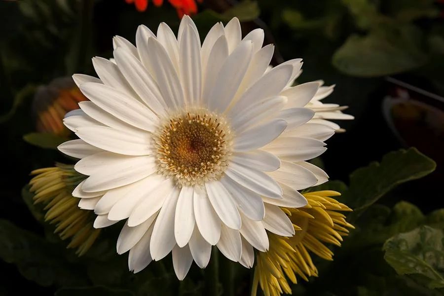 Gerbera