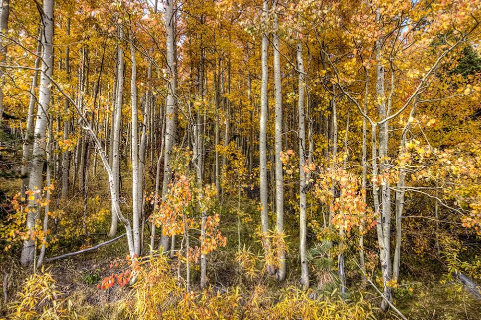 Hope Valley, California