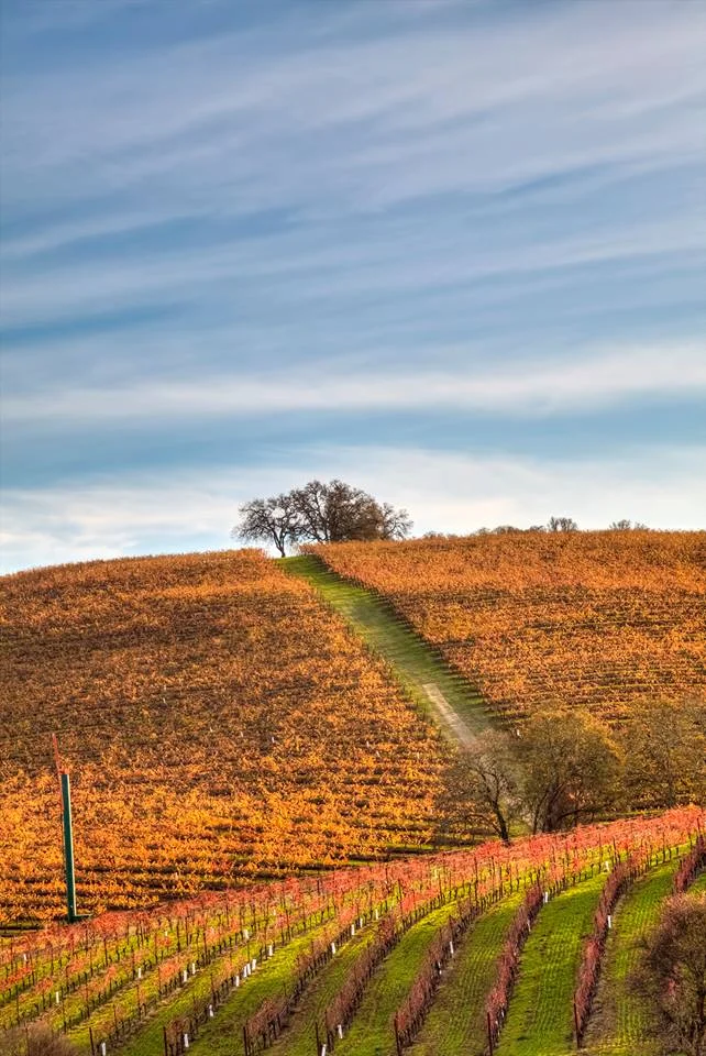 Napa Vineyard