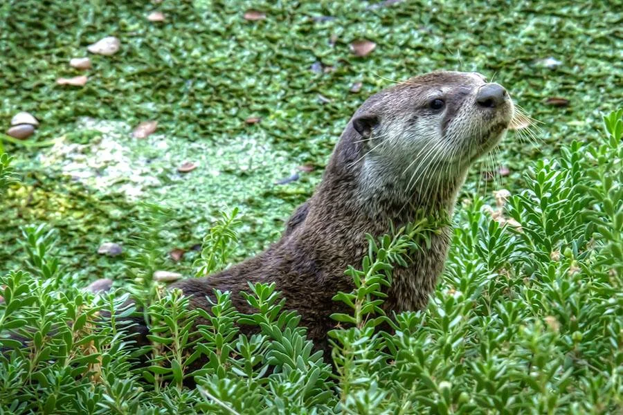 River Otter