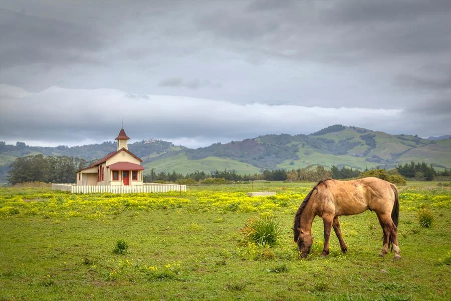 San Simeon Pasture