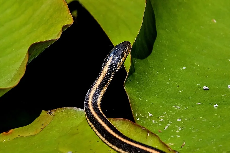Snake in the Zen Pool
