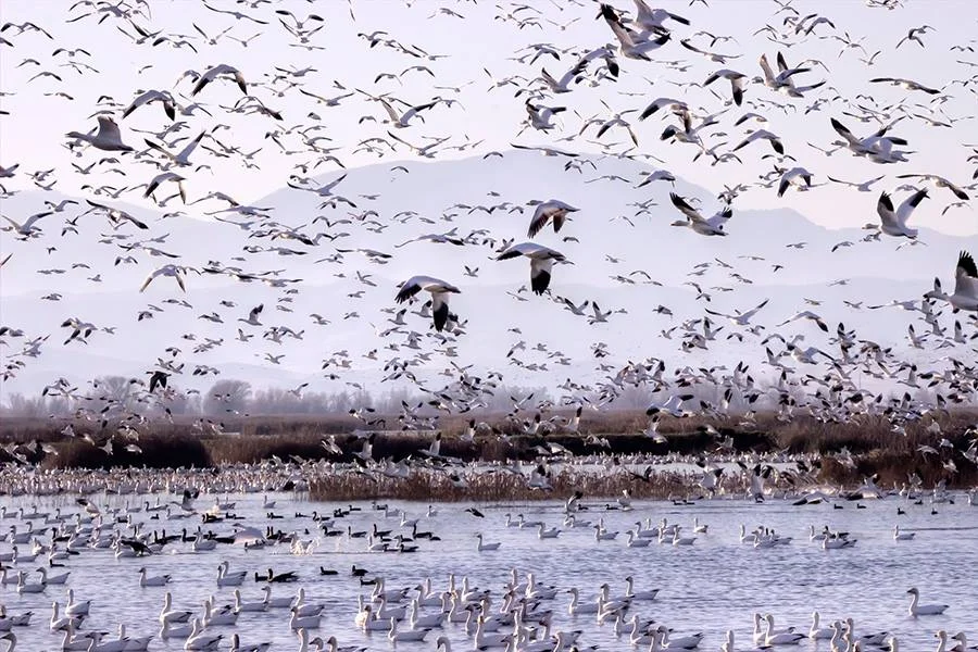 Snow Geese 2