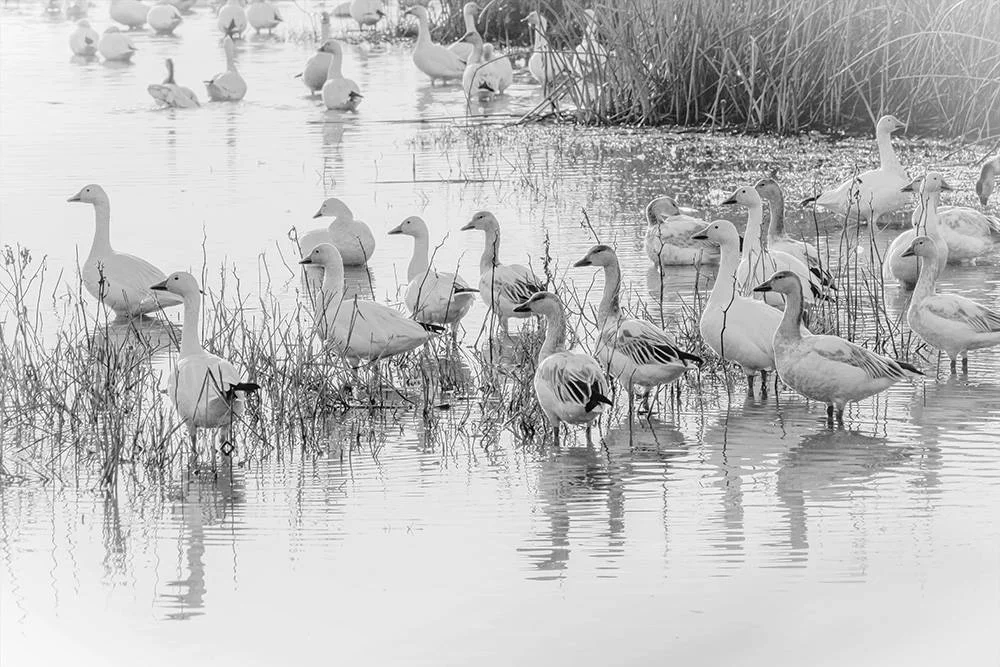 Snow Geese